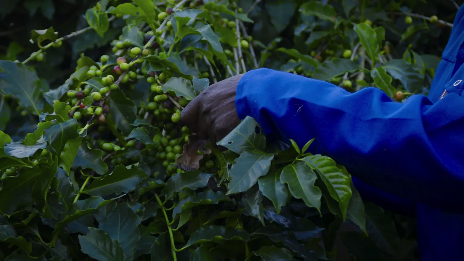 A picker's hand reaching into a coffee branch heavy with unripe green cherries