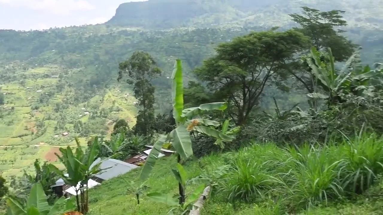 Terraced smallholder farms and banana palms on the green slopes below Mount Elgon at Bududa, Uganda