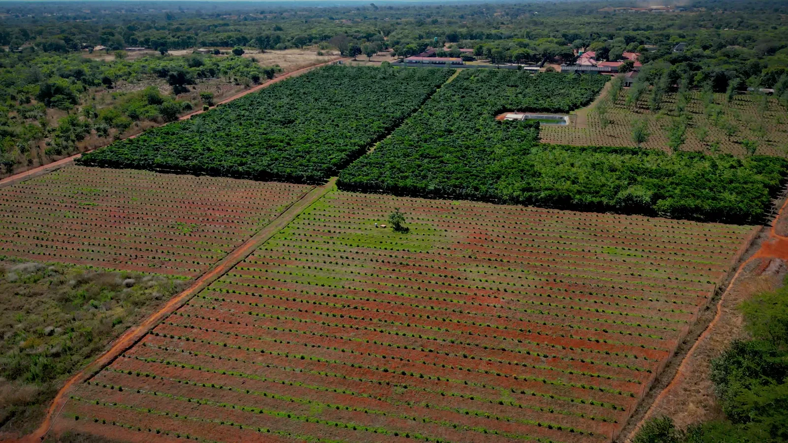 An aerial view of planted coffee rows on flat red earth at Living Hope Coffee Farm, Zambia